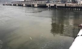 Kuršių marios ties Smiltynės perkėla turi būti stebimos