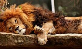 Prahos zoologijos sode koronavirusas nustatytas gorilai ir dviem liūtams