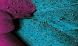 Sekmadienio horoskopas 12-ai zodiako ženklų