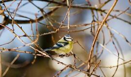 Šeštadienio horoskopas 12-ai zodiako ženklų