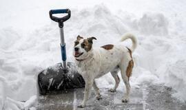 Specialistų patarimai: kaip kasti sniegą, kad darbas nesibaigtų trauma