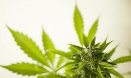 Už kanapių ekstrakto platinimą - laisvės apribojimas