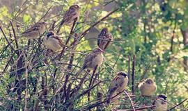 Gyvenimas pro langą: Kur dingo žvirbliai?