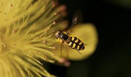 Ketvirtadienio horoskopas 12-ai zodiako ženklų