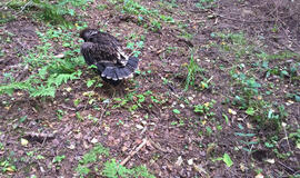 Organizacijos „Padėkime ereliams“ nuotr. ĮSPĖJIMAS. Ką tik lizdą palikęs ir dar nelabai paskrendantis erelio jauniklis - jam pagalbos nereikia. Tokį aptikę, nelieskite ir kuo greičiau pasišalinkite bent kelis šimtus metrų nuo tos vietos - tėvai juo pasirūpins.