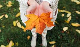 Rudens lapas