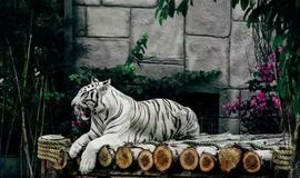 Tigras.  Pixabay.com