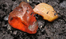  IŠLIKO. Neseniai rasti jūrinio gintaro gabaliukai, pragulėję žemėje tūkstančius metų.