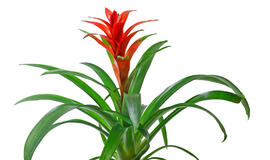 bromelija