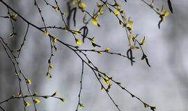 Dienos patarimai, liaudies prietarai