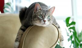 Nereikėtų pykti ant gyvūno, jei jis sekioja paskui jus kaip uodega