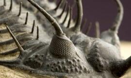 Trilobito Walliserops trifurcatus, gyvenusio dabartiniame Maroke prieš daugiau nei 350 mln. metų, akis