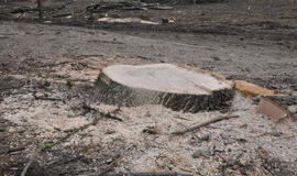 Miško kirtimai Kuršių nerijos nacionaliniame parke yra teisėti 