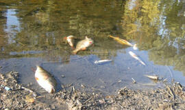 Kalotės ežere dėl deguonies trūkumo krenta žuvys