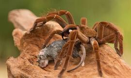 Goliath birdeater voras minta žinduoliu