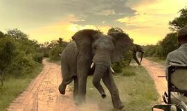 Afrikos drambliai tarpusavyje bendrauja vardais