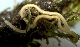 Rastas šimtakojis su 486 kojytėmis