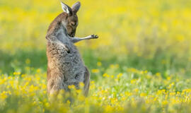Linksmiausia fotografija – „gitara grojanti“ kengūra