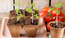 kada sėti pomidorus