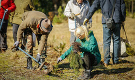 Šiais metais numatoma pasodinti 7 440 vnt. paprastosios pušies sodmenų.  Vytauto PETRIKO nuotr.