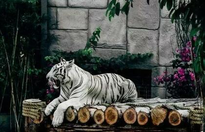 Tigras.  Pixabay.com