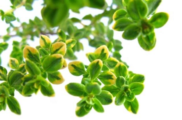 Augalai - sveikatai, harmonijai, grožiui (2)