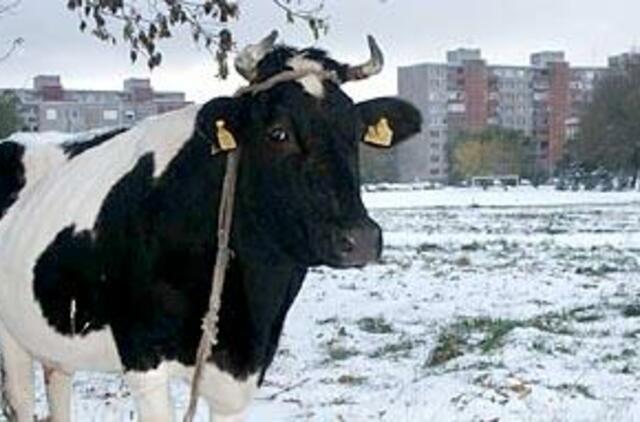 Pirmojo sniego įkaitėmis tapo ir uostamiesčio karvės 