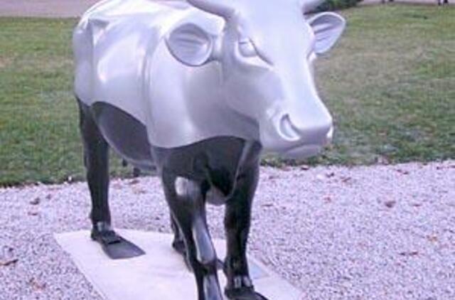 Ventspilio uoste ganosi karvės 