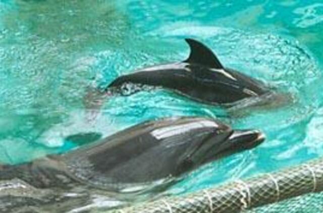 Delfinai - "ledlaužis" autistų terapijoje 