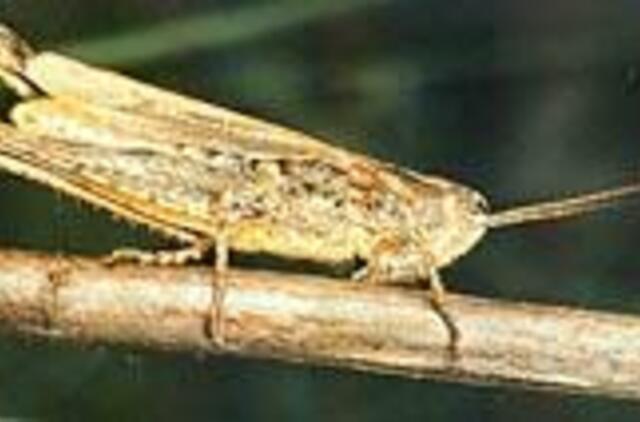 Tiesiasparniai - "smuikininkai" ir "terminatoriai"