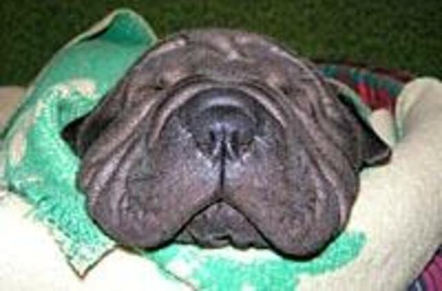 Apie gyvūno socializaciją