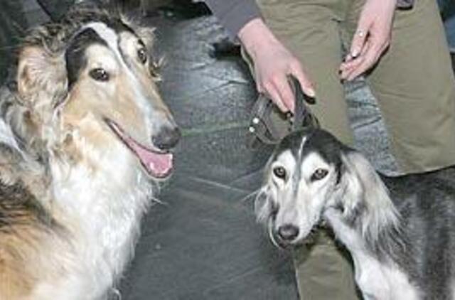 Keturi šimtai keturkojų spartakiečių 