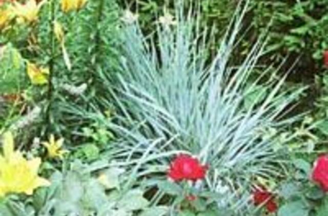 Melsvų žolynų šokis