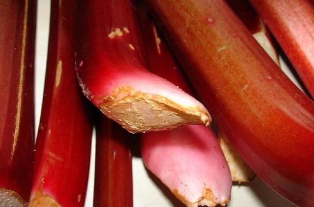 Mėsingieji rabarbarai