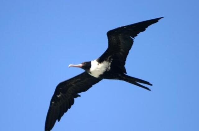 Pajūrio paukščiai