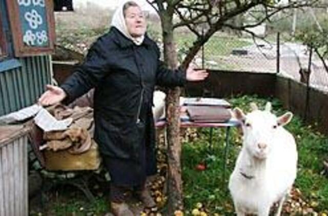 Mieste auginami gyvuliai tvarkdariams akių nebado 
