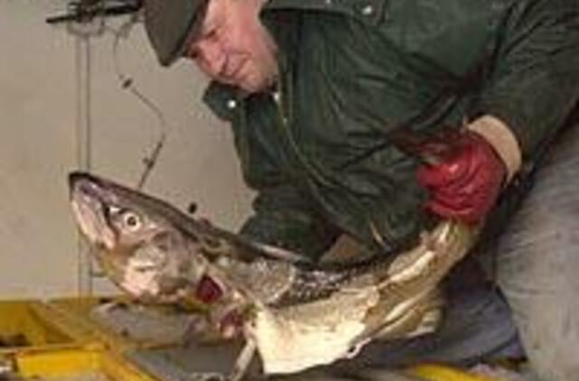 Mažesnę menkių kvotą dalinsis mažiau laivų 