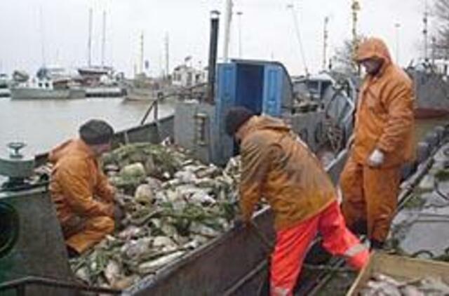 Kuršių marių žuvys - šernams 