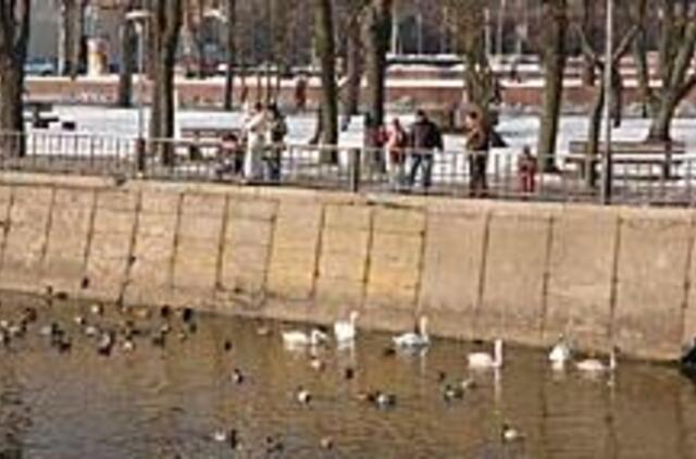 Paukščių gripo kilpa - vis siauresnė 