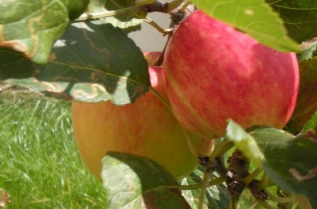 Kada jūsų sodo vaisiai priklauso kaimynams