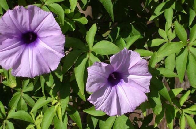 Sukutis - nuostabi sodo liana