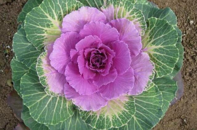 Kopūsto galva - puokštėje