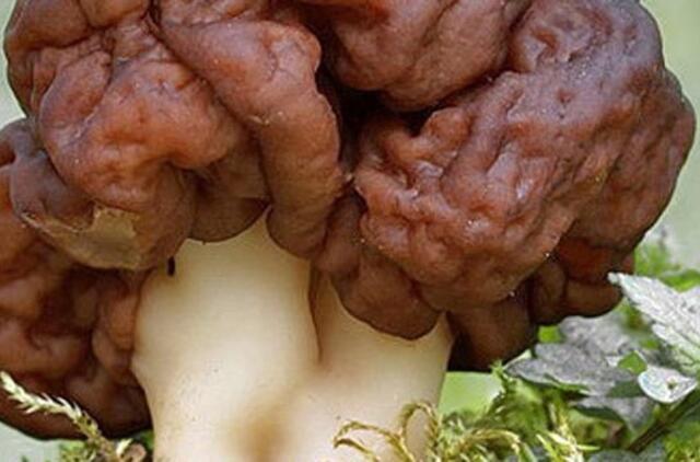 Neapsirikite grybaudami!