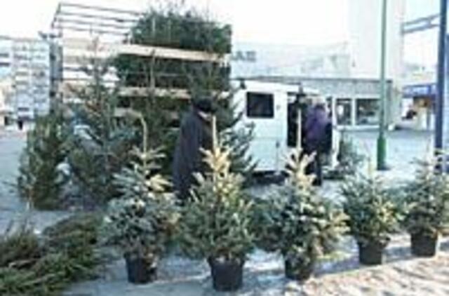 Prekybos centrai nukonkuravo ir eglučių prekeivius 