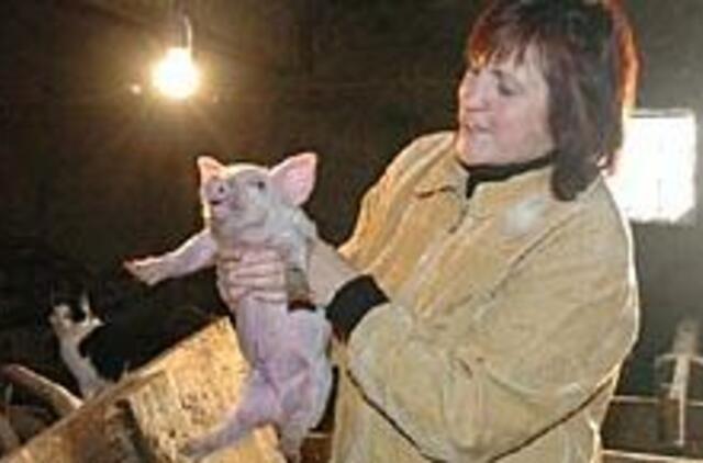 "Kiaulė man - kaip poetui svajonė" 