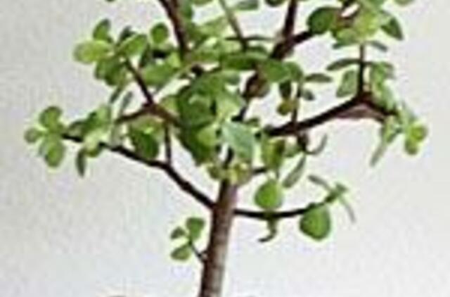 Ant palangės "pinigėlis" - gera energija ir finansinė sėkmė