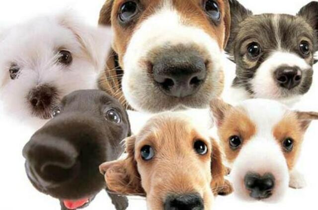 Šuns priežiūra šaltuoju metų laiku