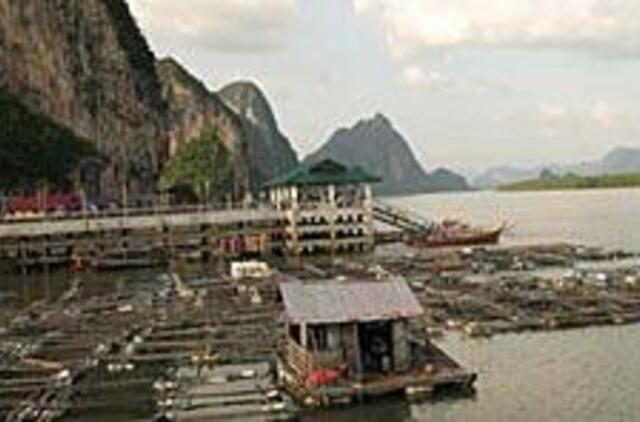 Tailandas: žiedų girliandos ir drambliai miesto gatvėse