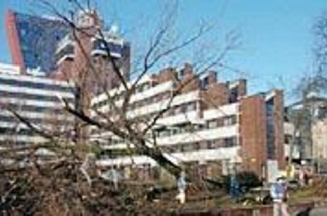 Klaipėdos centre kertami seni medžiai 