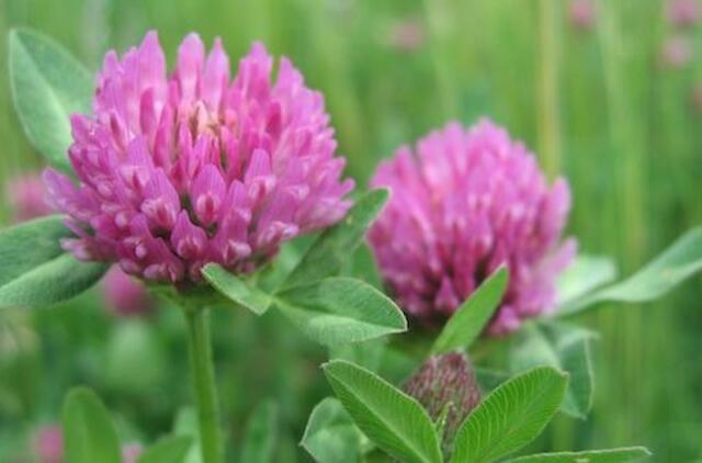 Raudonasis dobilas - nuo daugelio ligų